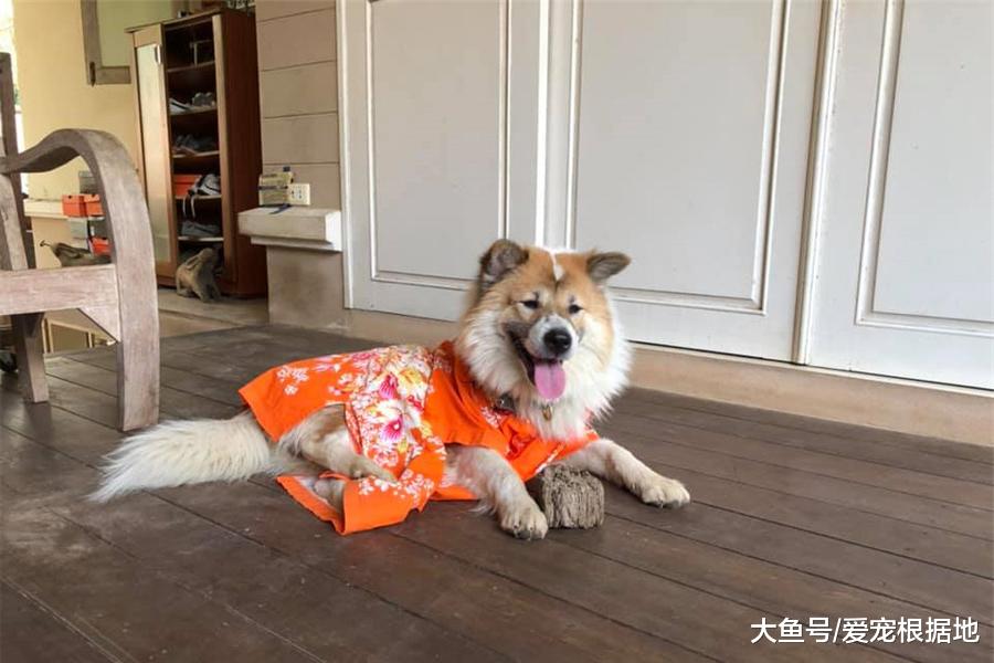 宠物狗爱上捡破烂，什么都往家里捡，主人：能开个废品收购部啦！