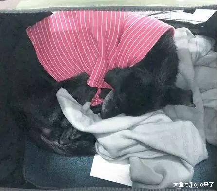 河边遇骨瘦如柴、瑟瑟发抖的老狗，她不嫌弃扛它走4公里送医