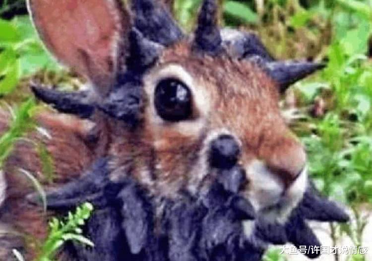 网友野外游玩撞见一只兔子，上前查看后被其模样吓坏！