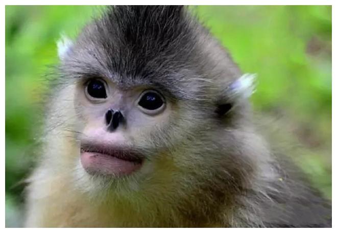 還記得金絲猴奶糖嗎？其實金絲猴也和國寶熊貓一樣，值得我們更用心