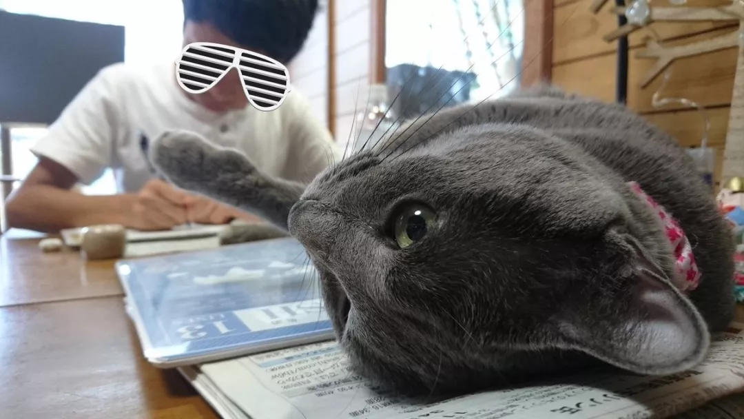 读书和学习是人类进步的阶梯，猫说：那倒也未必