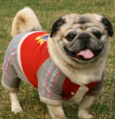 新手必看：如何正确饲养巴哥犬