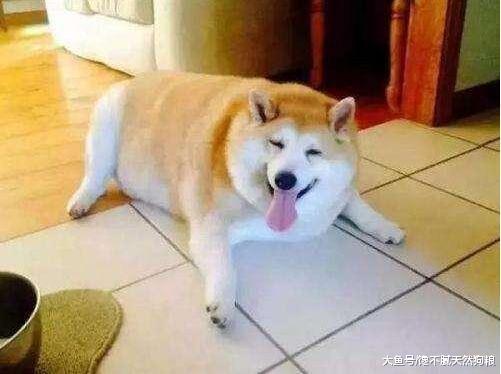初次养狗的人, 到底是养公的好还是母的好?