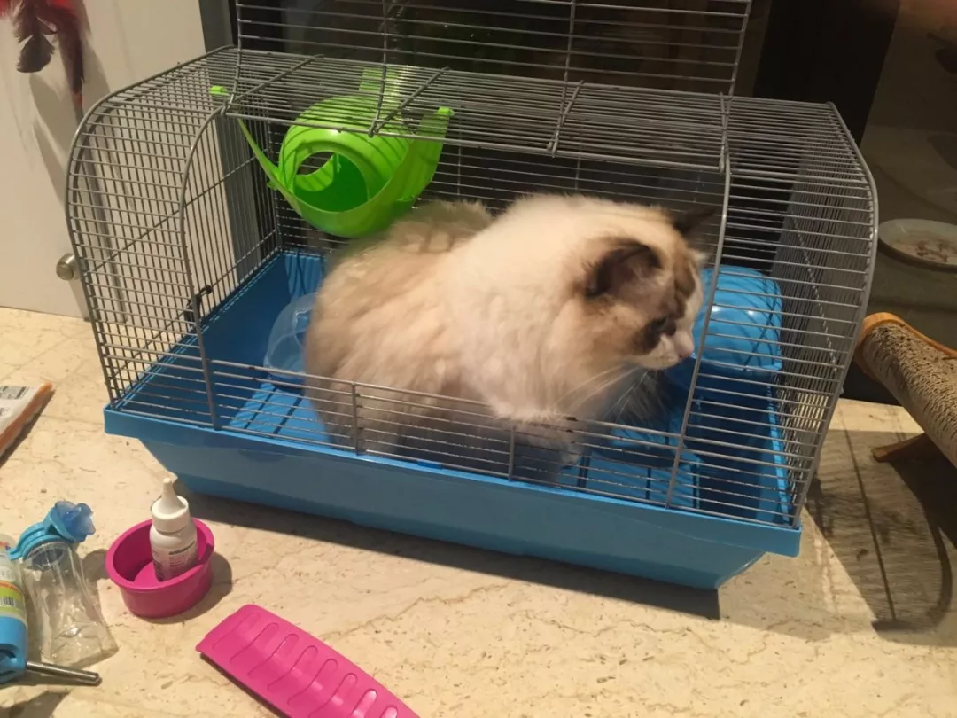 大肥猫钻进主人买的小屋却不高兴了，原因是因为塞不下去...