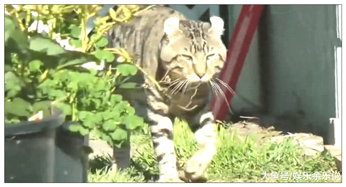 女子去公园散步，发现一只奇怪的猫，好奇走近一看，顿时不淡定了