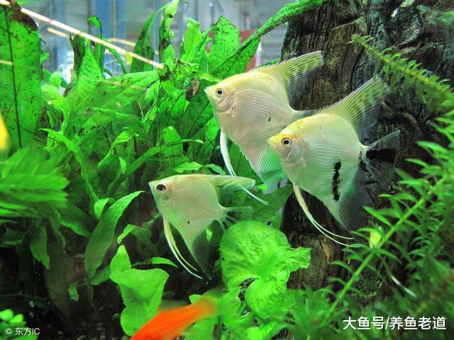 飼養的觀賞魚遇到了開缸綜合癥，我們應該怎么調理？