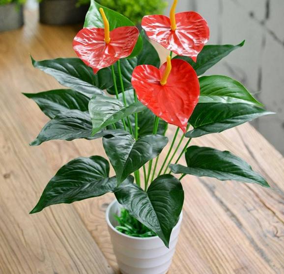 冬天植物不耐寒快冻死了，教你一个补救小秘诀，保证能让它们重生