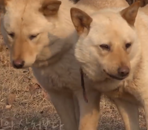 受伤流浪狗徘徊坟墓边，狗狗的同甘共苦，这感情不亚于人类