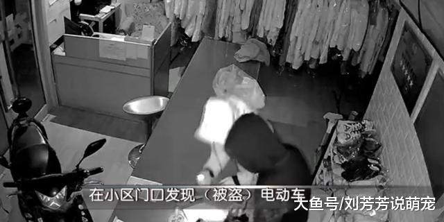 3贼凌晨连撬4家店！偷了两只“二哈”溜了 最有意思的还在后面！