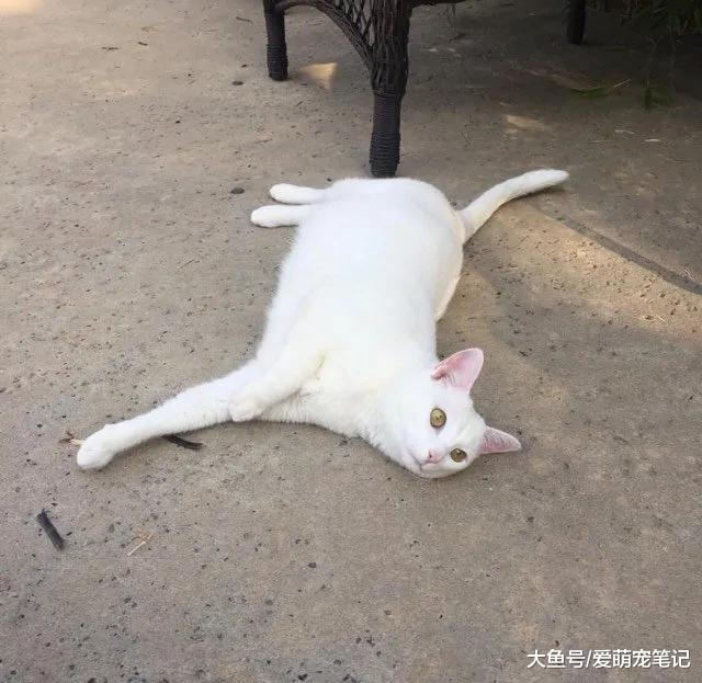 2只小猫托付给人类，流浪猫妈妈偶尔前来探望，男子的做法很暖心
