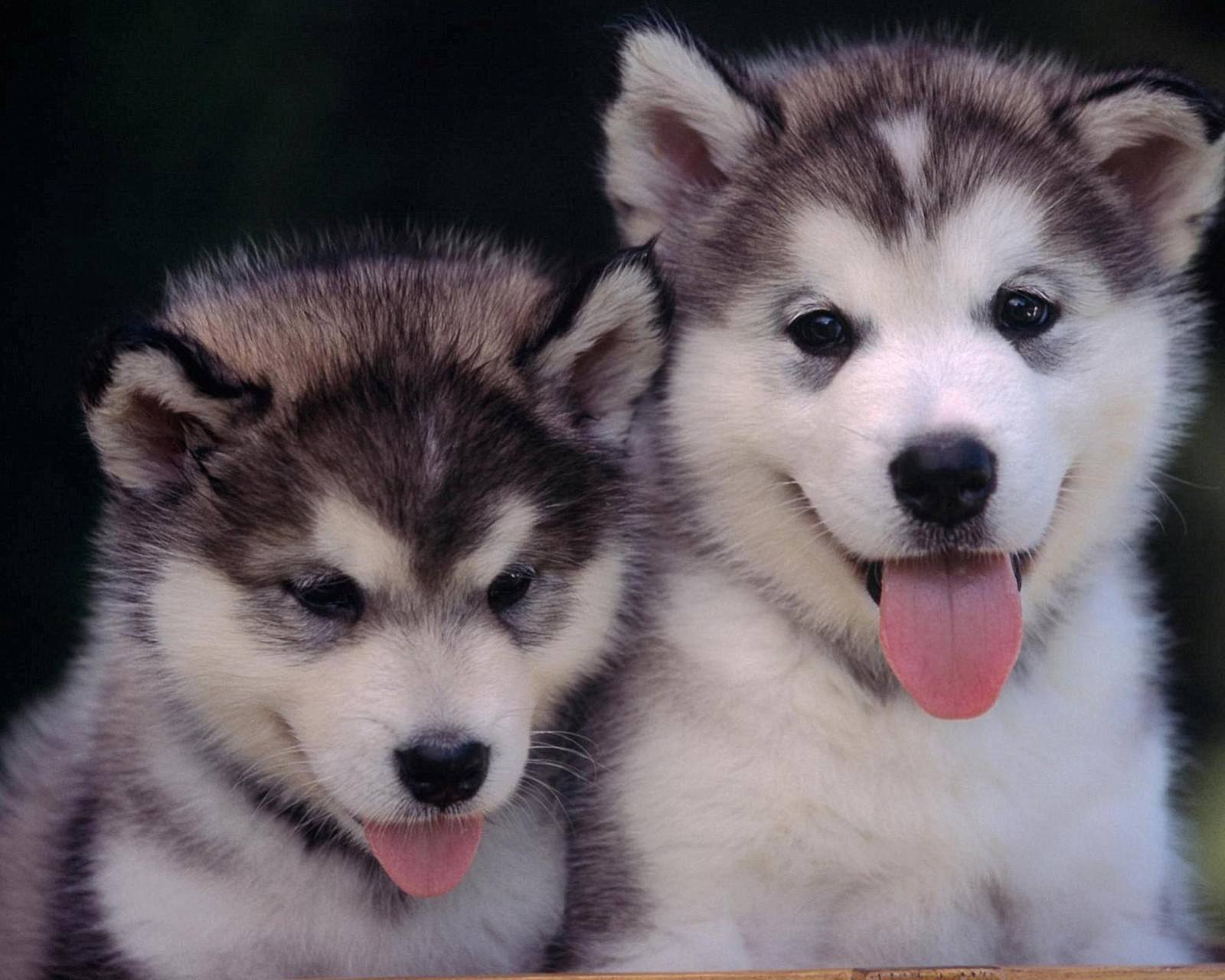 训练狗狗的方法有哪些，特别是咬人的狗狗