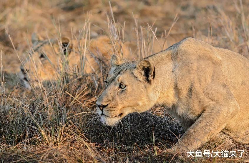 狮子比老虎智商低？看看狮子如何施展“气味捕猎法”就知道了