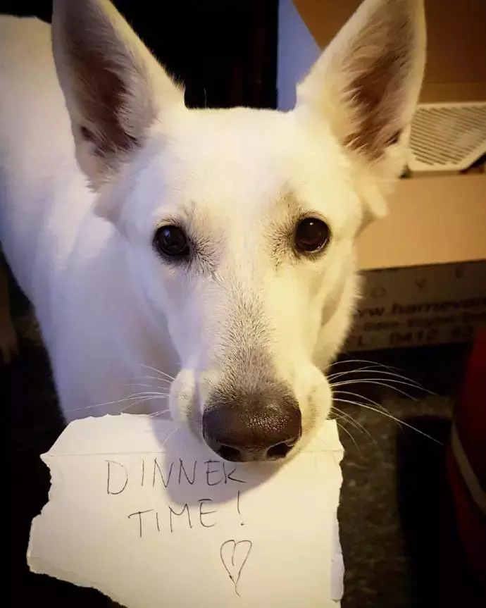 网友带狗狗去公园玩，结果跟别人跑了