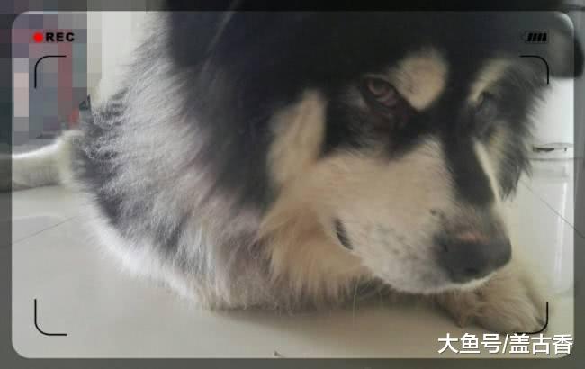 狗狗因病竟把脚掌咬掉，送至医院后，医生的话让主人落泪