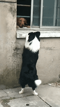 金毛总喜欢趴在窗口, 主人跑到外面一看后笑喷: 原来是谈恋爱了