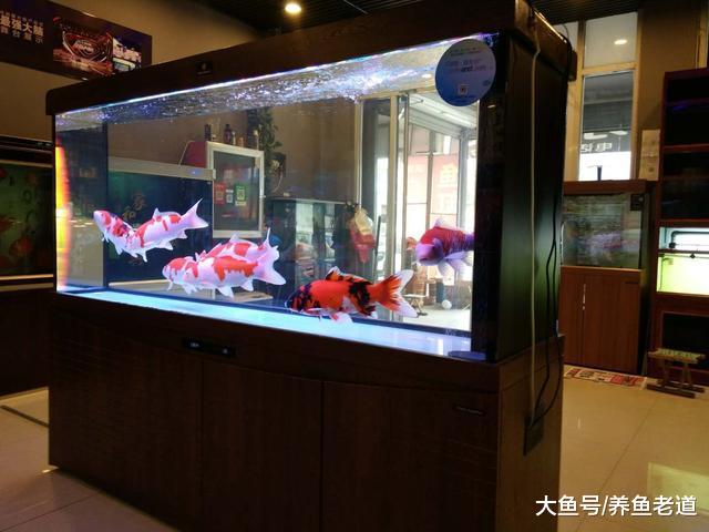 饲养观赏鱼怎么能做到投喂量很大，但是水质也不浑浊？