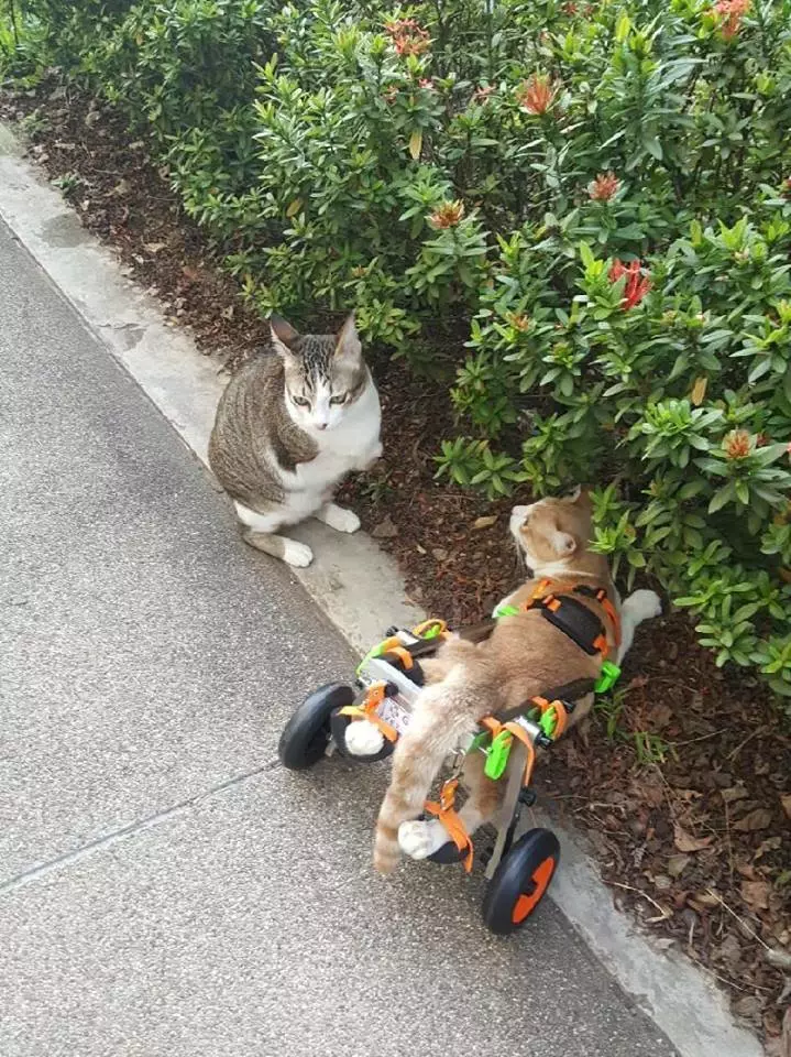 励志喵生吸粉14万人！生活不易，你却还没有一只猫努力！