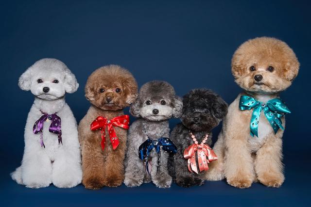 “杀伤力十足”的五色贵宾超模团，不光能卖萌，摆pose也很在行