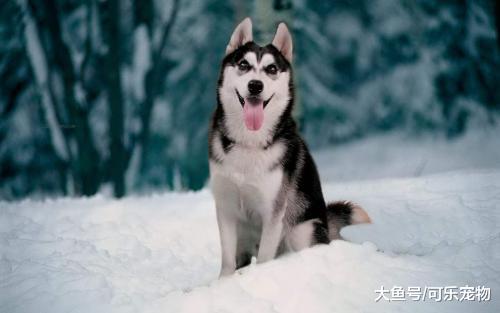 哈士奇也是有用的，能帮主人取快递，也能替主人撕开快递