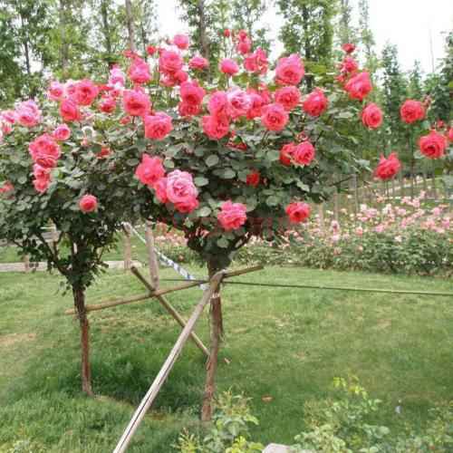 月季花的适应能力很强，也是很好养活的，但是病虫害的防治要学会