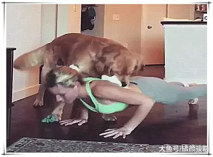 女主人正在做运动，金毛突然跑来骑在背上，下一秒男主人想不到