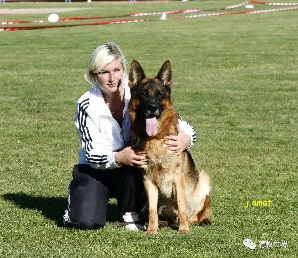 德牧传奇 狼王VA1威嘎斯VA1 Vegas du Haut Mansard