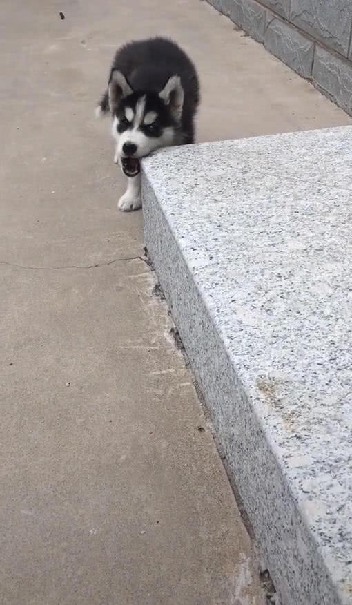 男子担心哈士奇拆家, 将狗关在院子里, 隔天看到这一幕后笑傻了