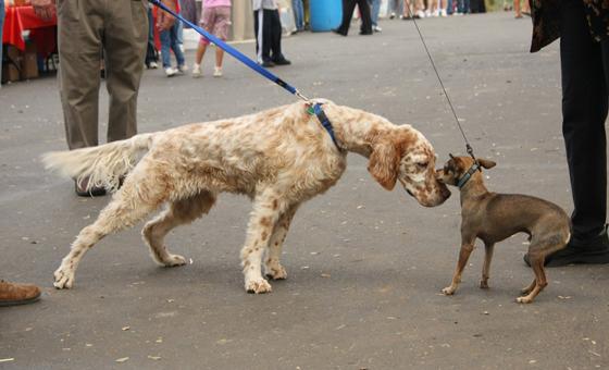 为什么狗狗总爱找更大的同类打架，这是胸有成竹？还是不知死活？
