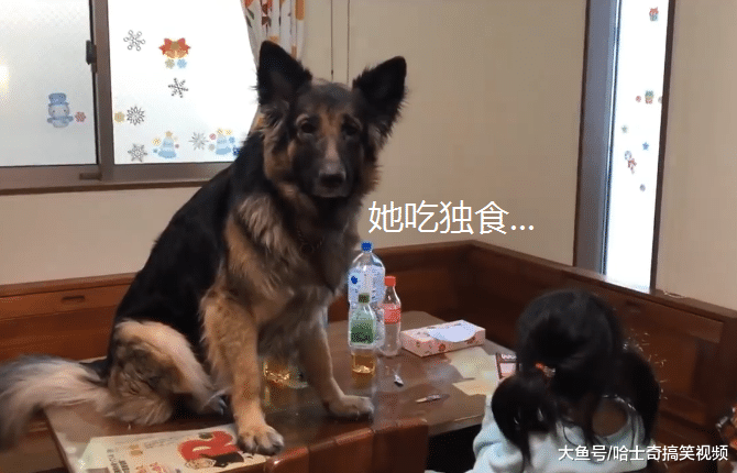 德牧发现小主人吃独食，一口都不留给它，狗：作业别想写好了