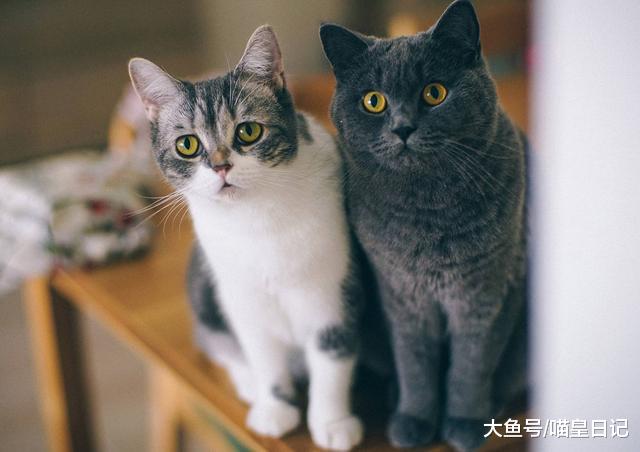 养猫久了以后，总觉得家里有一股猫味，可能是你没注意这三个方面