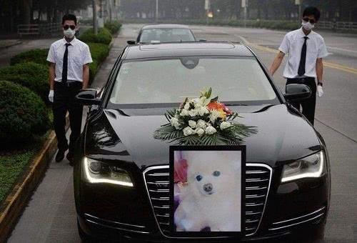 大媽花20萬為愛犬辦豪華葬禮，網友：真是活的不如一條狗啊！