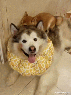 柴犬把阿拉当作“靠山”，每次犯错都往它身上躲，谁还不是个宝宝