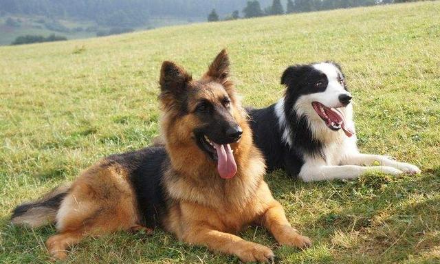 邊境牧羊犬，當不了警犬的5大原因，過于聰明是其中之一！