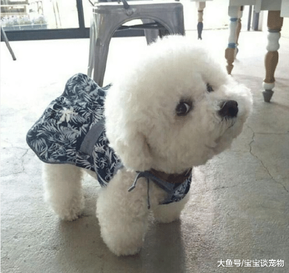 被爸妈“养跑偏”的宠物，你还能不能有个狗样！猫：主人，我好方