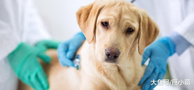 狗狗身上有蜱虫？你要担心它会不会患上莱姆病，莱姆病的5个迹象