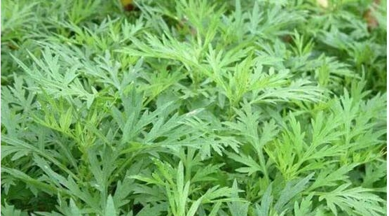 乡下田野边常见的一野草，却是脚气“大天敌”一用一个准，有脚气的快存