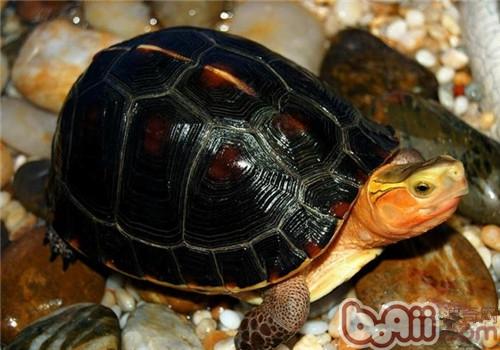 黄缘盒龟腿肿的原因，你知道多少？