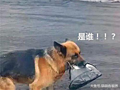 哈士奇：我不能睡，我要守好我的碗！