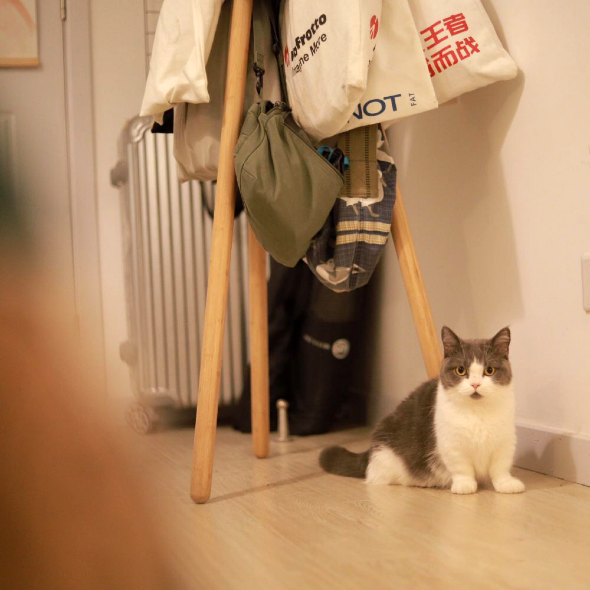 养猫你到底花了多少钱？看完之后我受到了一万点暴击……别看！