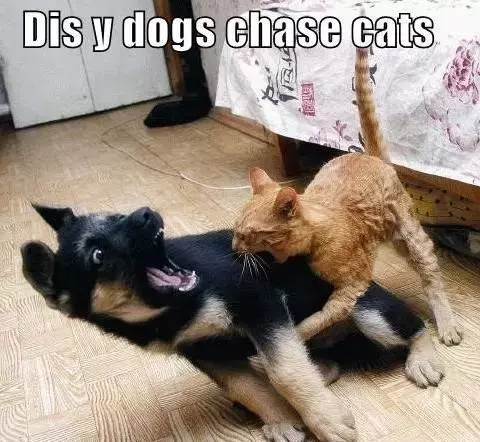 为什么我觉得猫是很恐怖的动物呢？