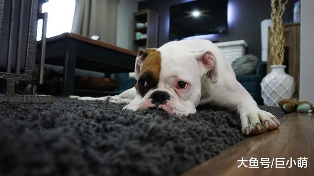 小狗用嘴探索世界，也会这样对主人，但咬主人该怎么办？