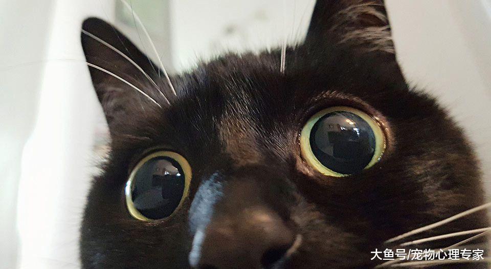 辟谣! 猫能看到“不干净”的东西, 黑猫会带来厄运是真的吗?