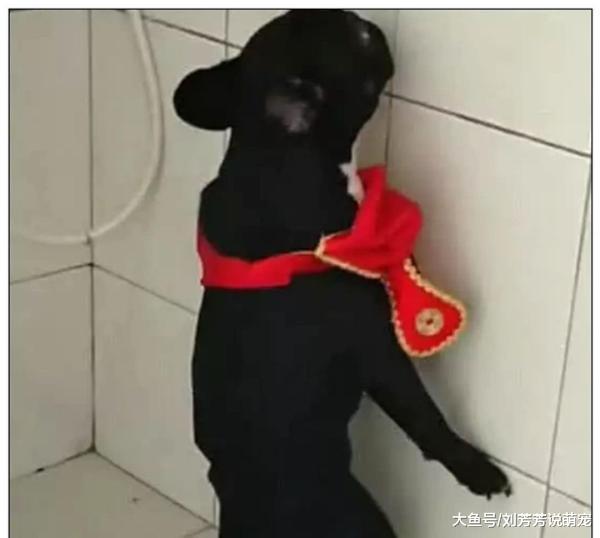 狗子犯错主动去面壁，主人原本还很开心，仔细一看后瞬间不淡定了