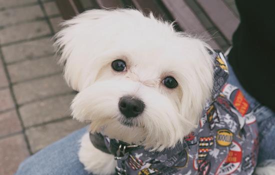 丝毛狗是什么狗？