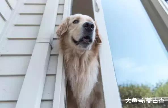 网友经常神经大条，忘带钥匙进不去家，自从养金毛后便再没担心过