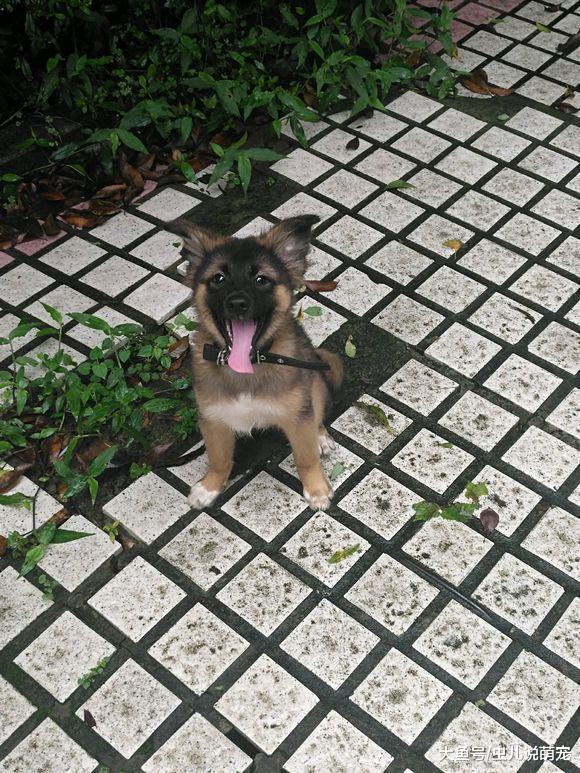 网友最开心的事就是带德牧玩儿，它就是个“开心果”