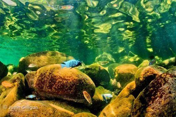 在马拉维湖见到的慈鲷, 怎么都这么凶?