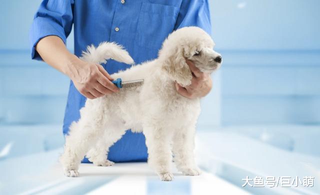 给狗狗梳毛的七大好处，如果主人有时间，建议定期给狗狗梳毛