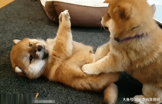 柴犬爸爸带孩子，没有耐心还凶宝宝，小奶狗打架了也不管