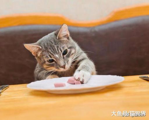 猫咪缺钙怎么办？如何给猫咪快速补钙